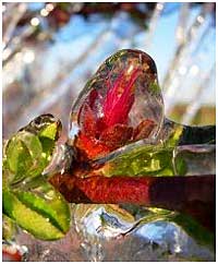 Protecting ice on fruit bud