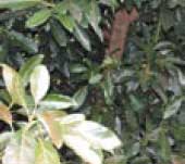 Light frost damage with mild bronzing of leaves, flowers are unaffected deep within the canopy.