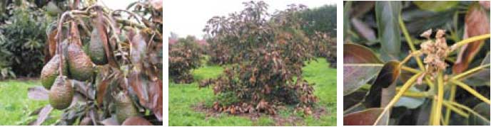 Damage to fruit and small branches, young trees, and bud damage respectively