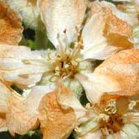 Frost injury to apple flowers