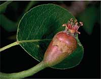 Frost rings on apple