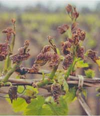 Frost injury to grape vine shoots and leaves