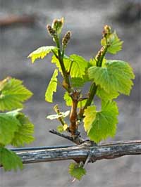 Actively growing grape shoots